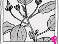 Drei Knospen